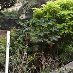 Seaview Room Bandra W Nr Taj Indian Women Only