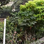 Seaview Room Bandra W Bandstand Nr Taj Women Only