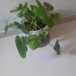 Agrawal Bhavan 1 Couple Friendly Only For Indians