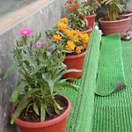 Kailasha Hostel *