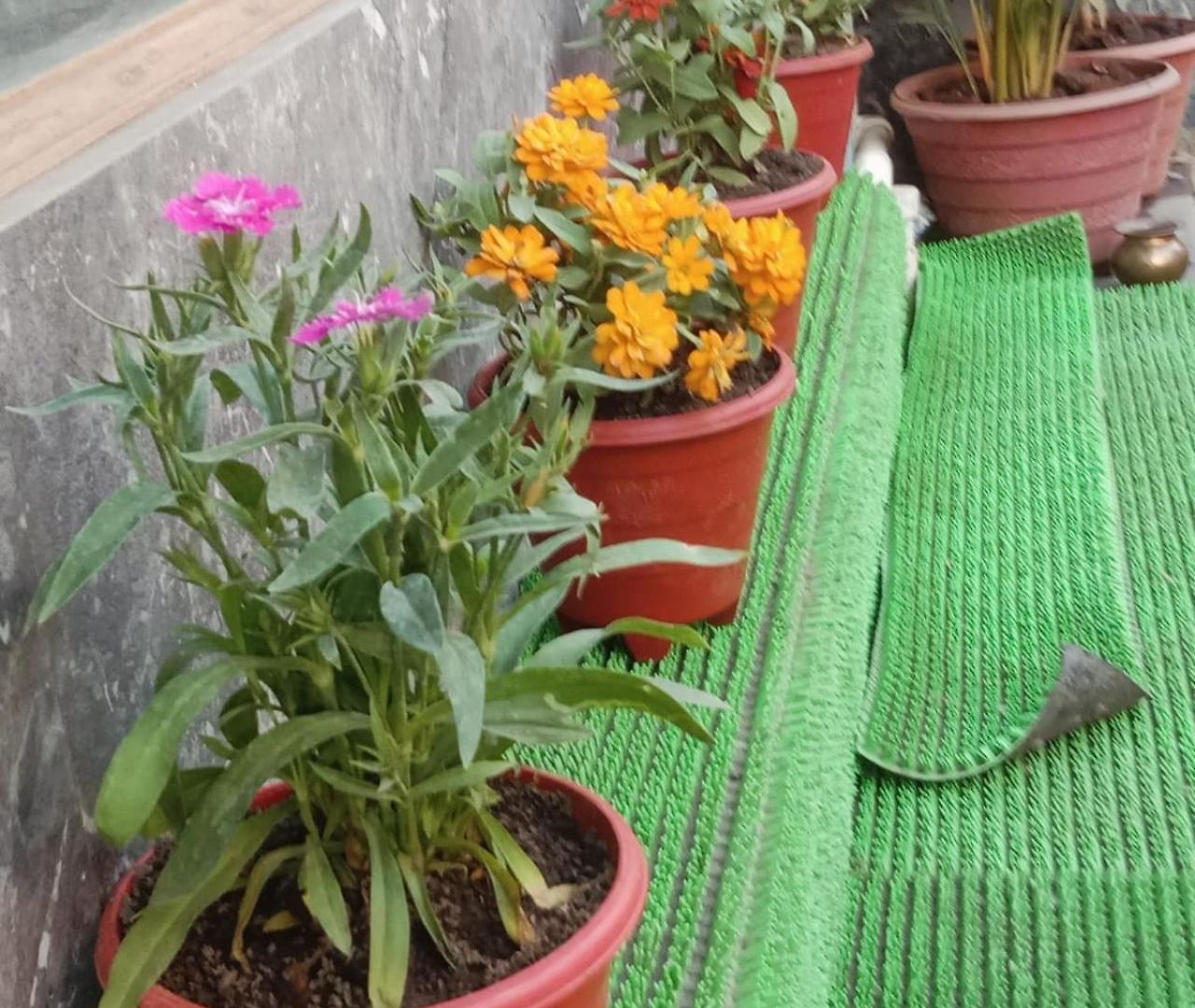 Kailasha Hostel *