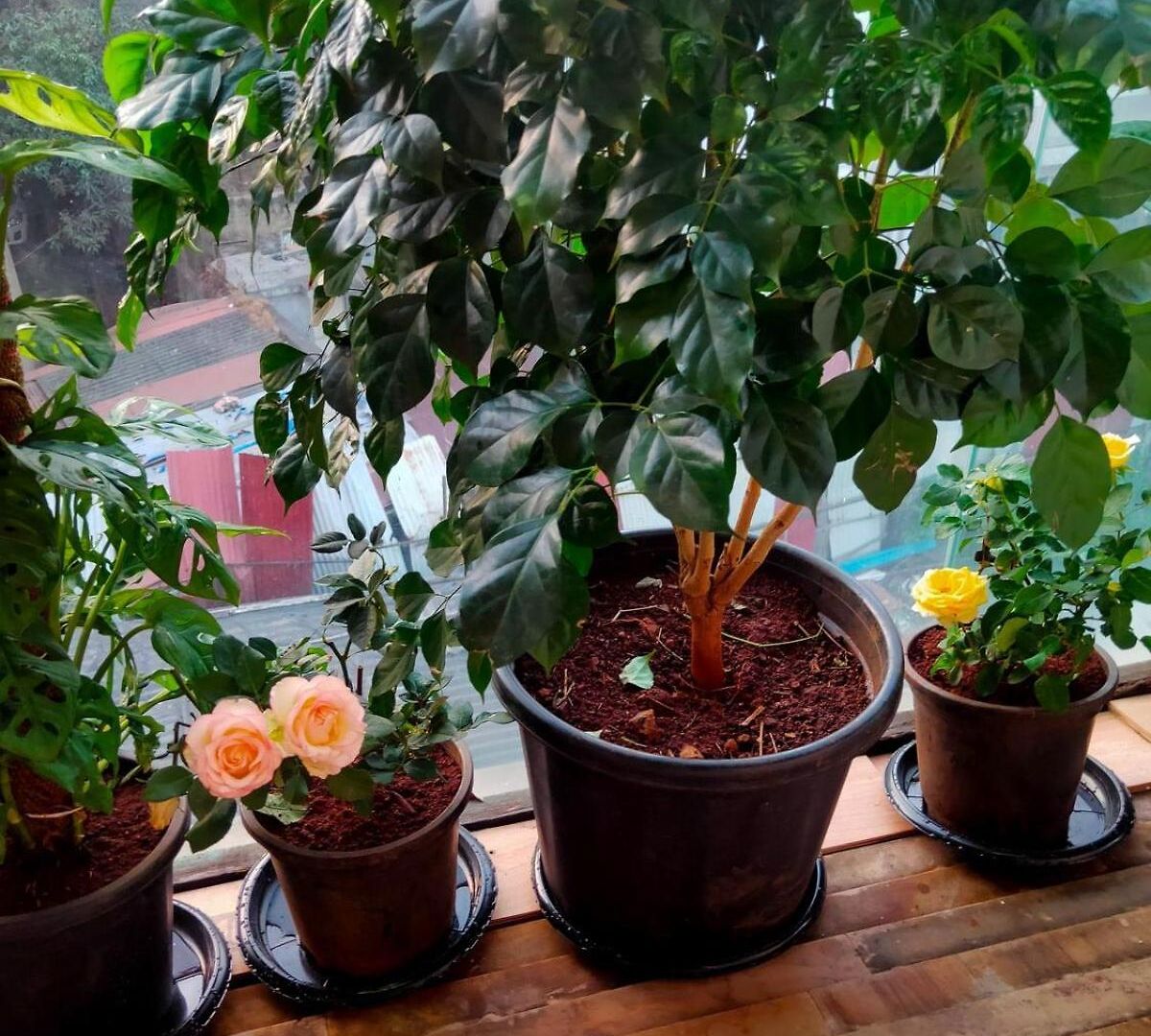 Stay-by-the-bay, 2bed Garden With Lounge Bdrm Mumbai