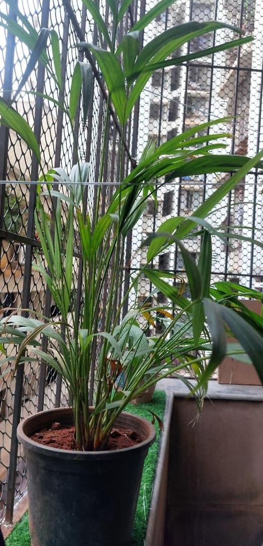 Iss 506 Private With Balcony Andheri West