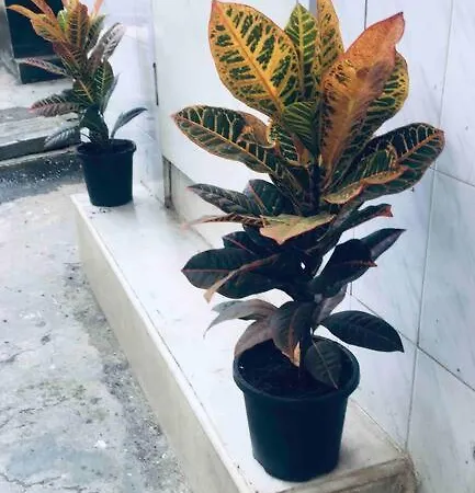 Apartment A Goan Feel Studio