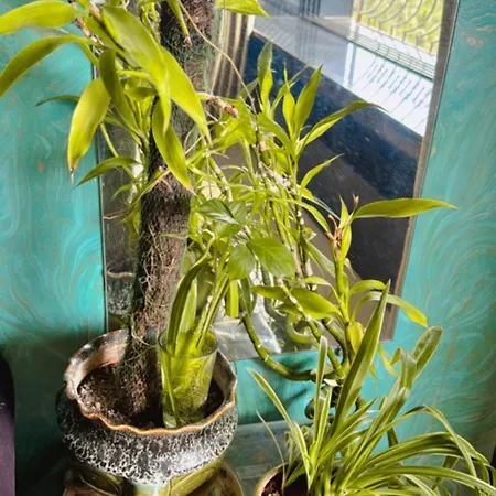 Pixiestays Mumbai