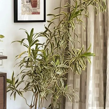 Marita 701 Bandra Beauty 2 Bed 2 Bath Sea View Parking Apartment