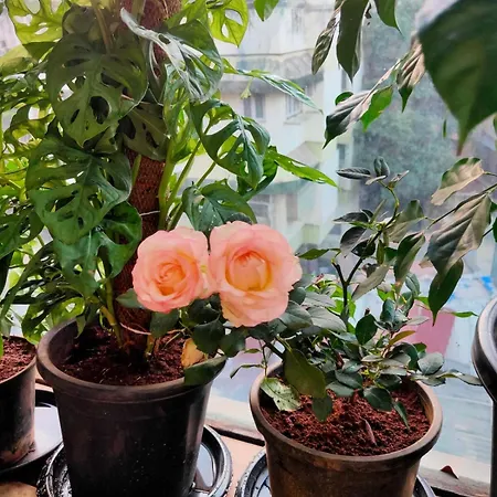 Stay-by-the-bay, 2bed Garden With Lounge Bdrm Apartment Mumbai