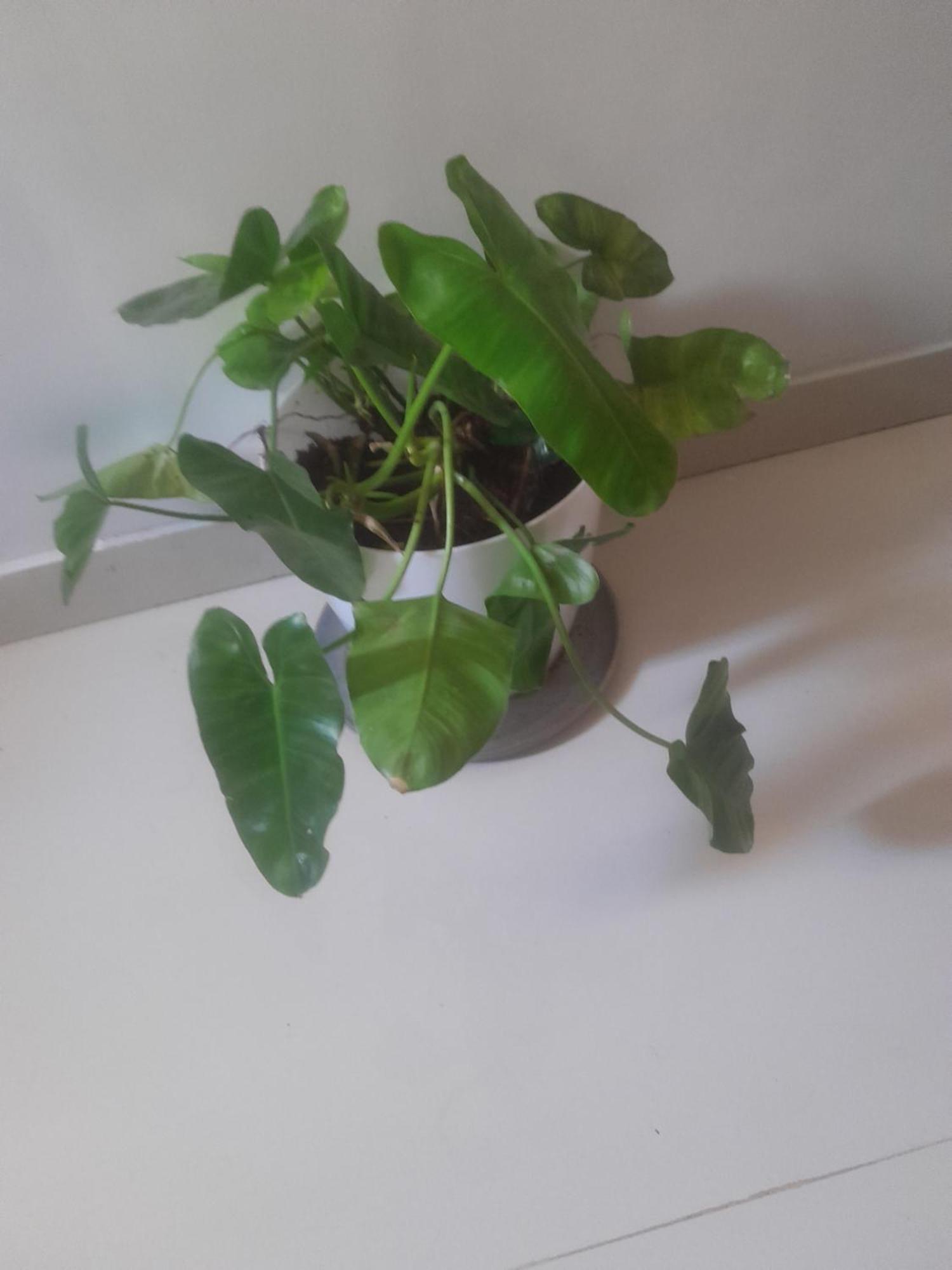 Agrawal Bhavan 1 Couple Friendly Only For Indians Homestay