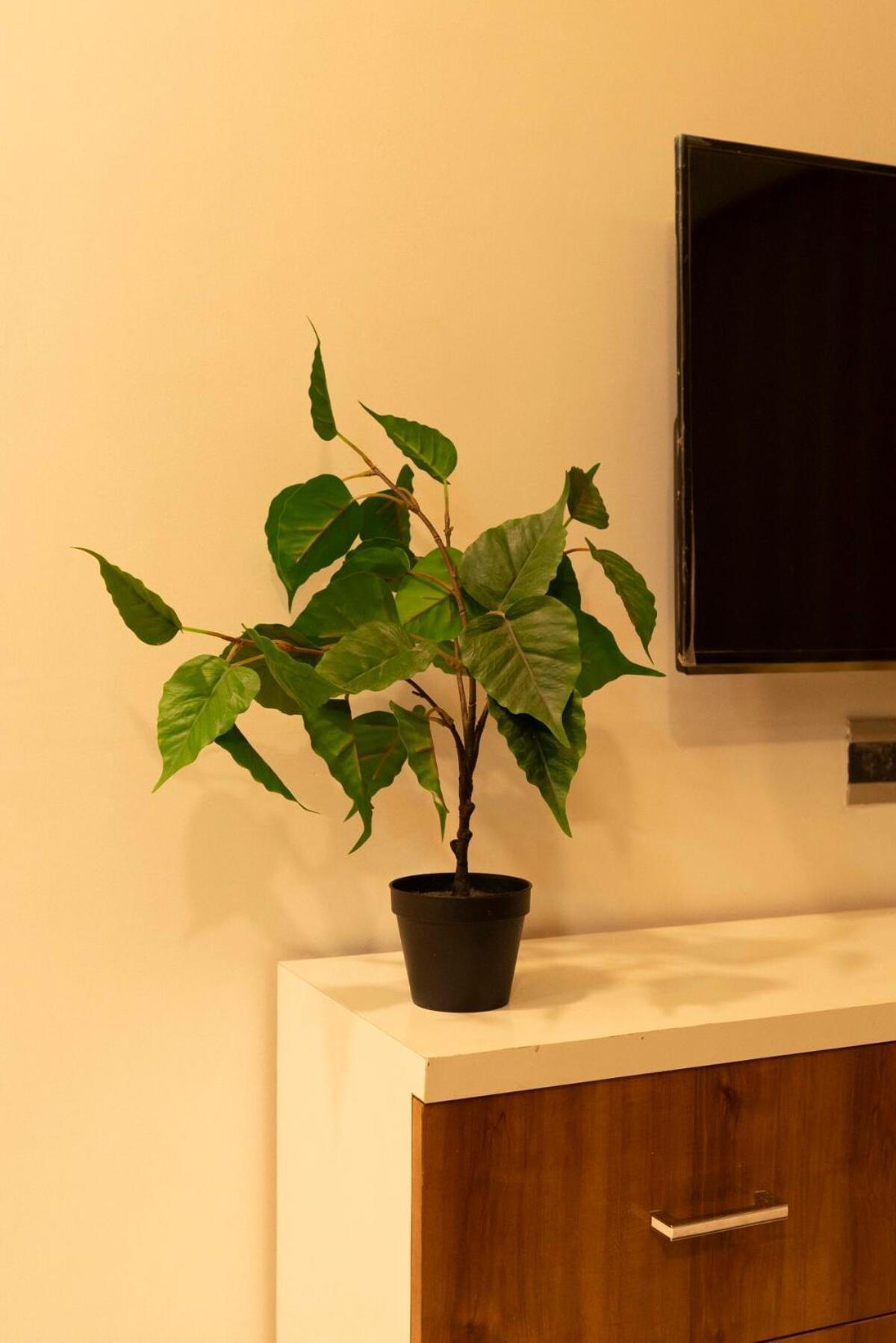 Cozy, Upscale 1 Bhk Near Bkc Apartment Mumbai