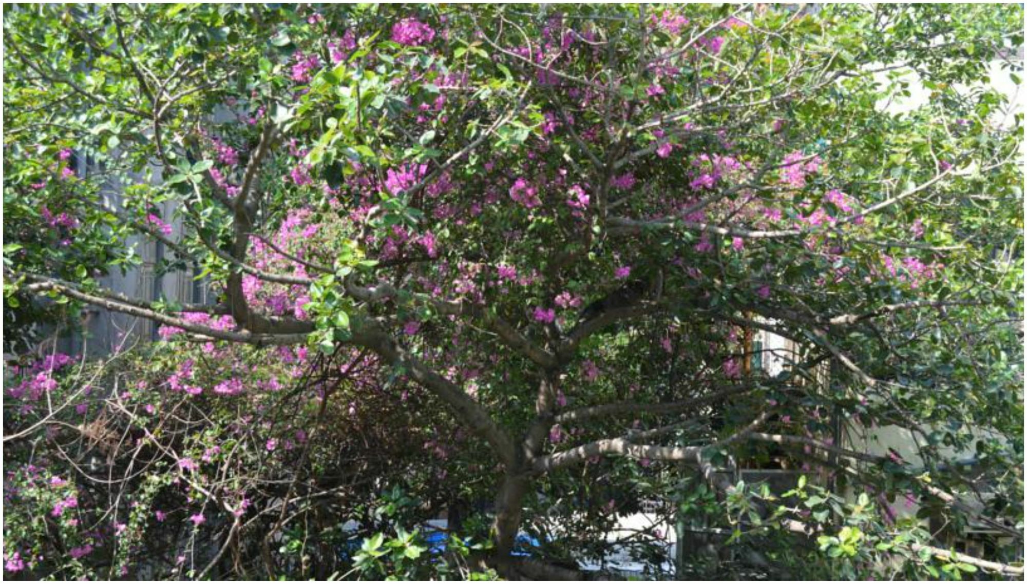 Bentleys Hotel Bed & Breakfast Mumbai