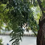 Kritika Accoommdates P G