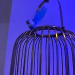 Ivy Splendour Blu Private Studio, Oshiwara, Apartment Mumbai