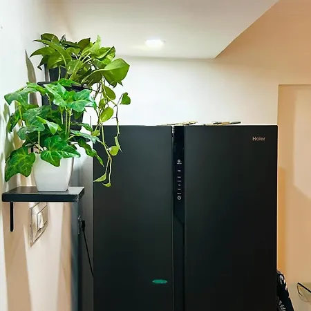 Oasis *