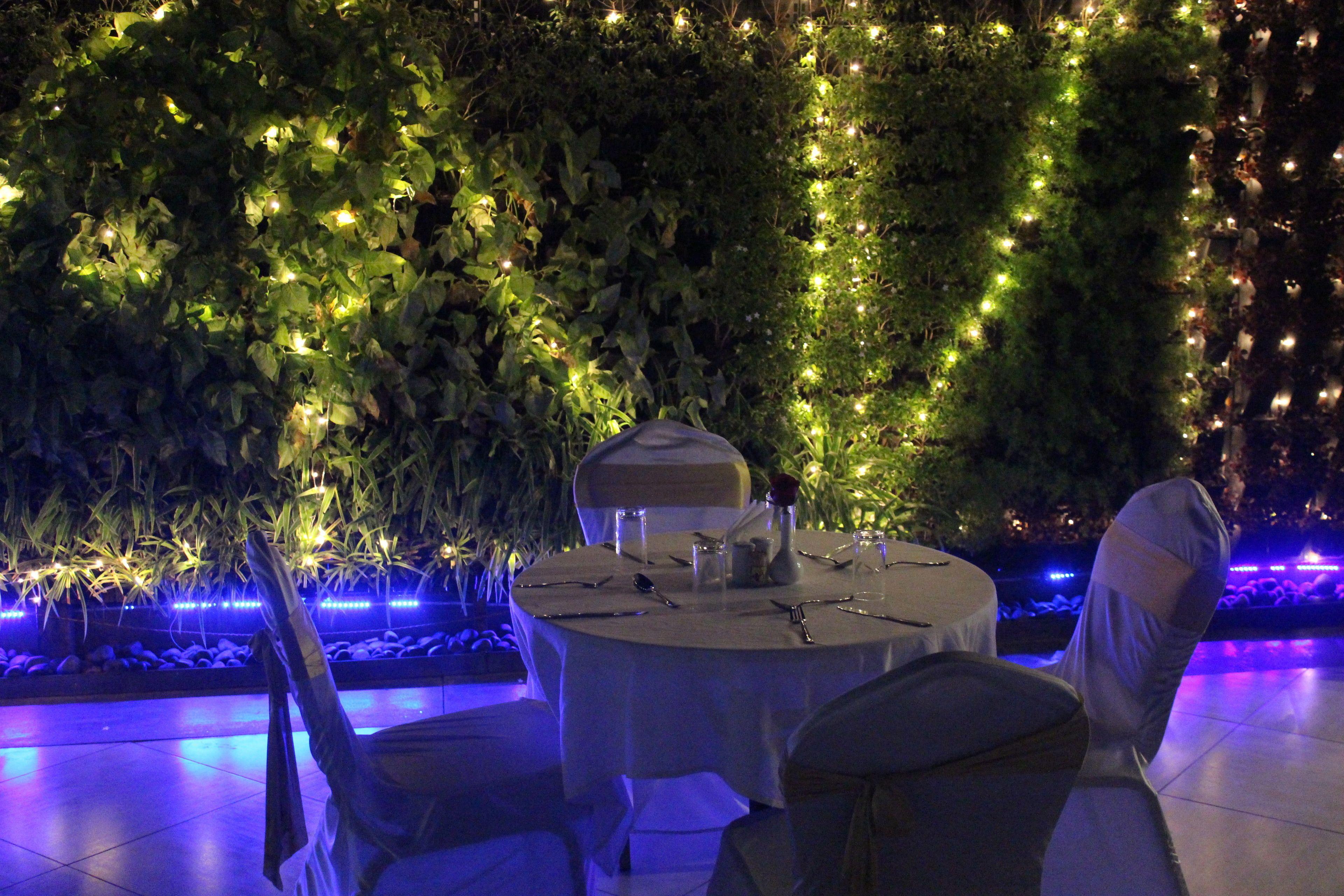 Dragonfly - The Art 4*