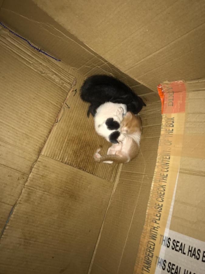 Namastey Backpackers